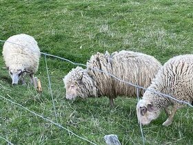 Vymením ročne ovce jorky za ročne barany