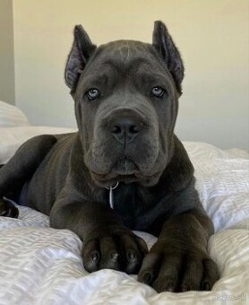 Cane Corso