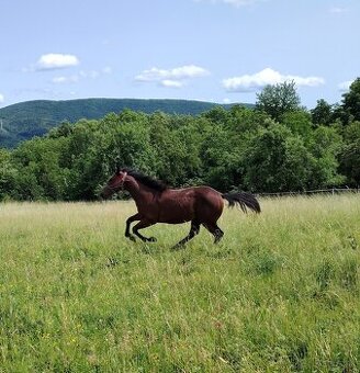 American Paint Horse