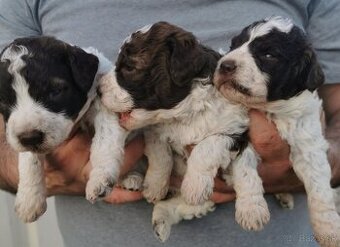 Lagotto Romagnolo steniatko