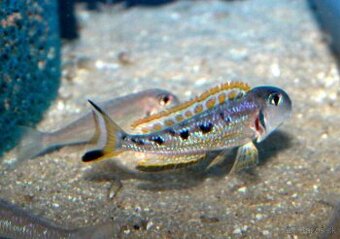 Xenotilapia Singularis