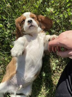 Cavalier