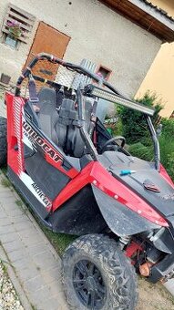 Arctic cat