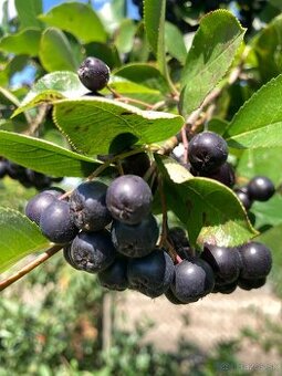 Aronia ciernoploda -plody