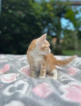 Polo britské mačiatka 🐾