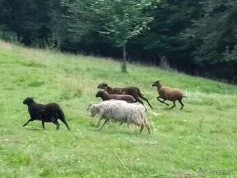 Predám quessantské mini ovečky