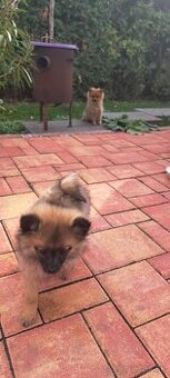 Predam steniatka pomerian