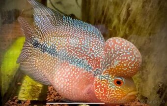 Flowerhorn Super Red Dragon