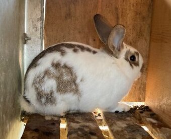 Predám králika - zajaca, chovných samcov