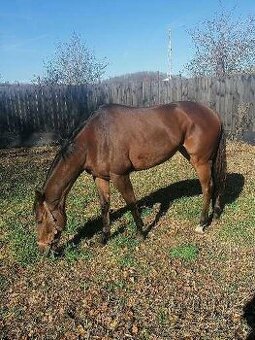 6 ročný valach - 1