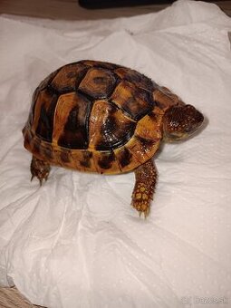 Testudo Hermanni 2024