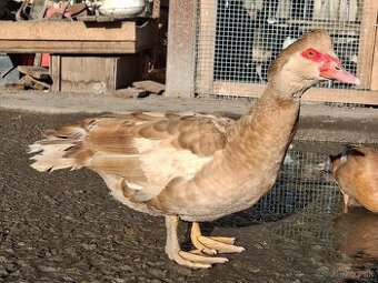 Pižmové kačice žlté