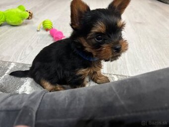 Yorkshirsky terier Mini