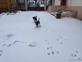 Darujem čivavu za veterinárne poplatky