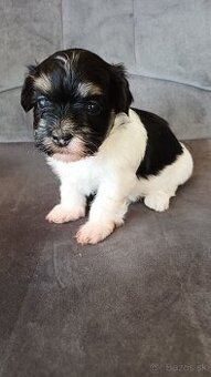 Havanský psík - štěňátka s PP