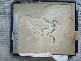 Archaeopteryx - replika - 1