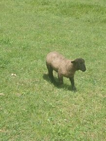 Suffolk ovce