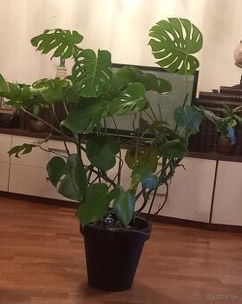 Monstera kvet v kvetinaci 150cm