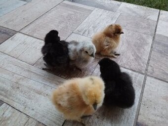 Kuriatka Hodvabnicka, Faverolka, Marans..