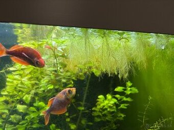Javsky mach cryptocoryne najas