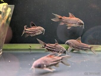 pancierniček drobný - corydoras nanus