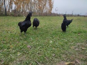 Forverka,Lafleška, AyamCemani, Hempširka