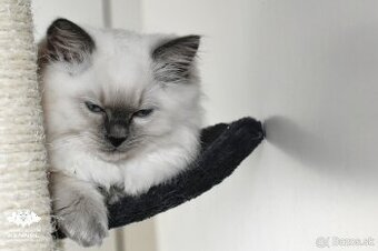 Ragdoll s PP - mačka na chov bez obmedzení pre SR