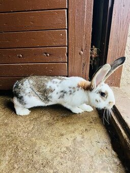 PREDÁM samca 6,5 mesačného samca NOS a BO