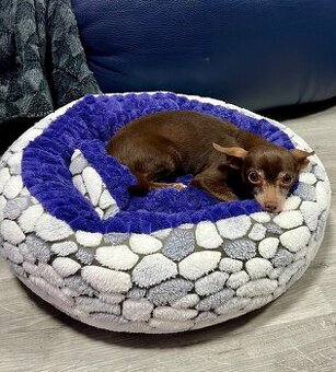 Darujem čivavku Fenku čokoladová - 1