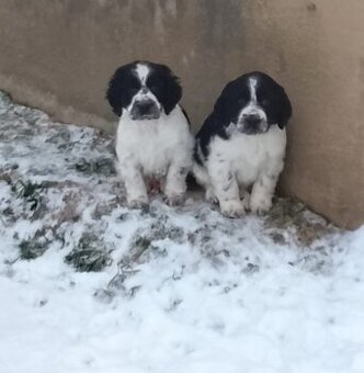 Anglický springeršpaniel