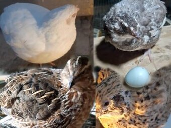 Prepelice japonské násadové vajcia