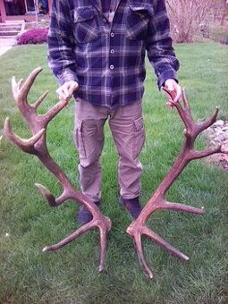 Jelenie zhody predaj