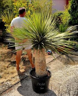 Yucca rostrata