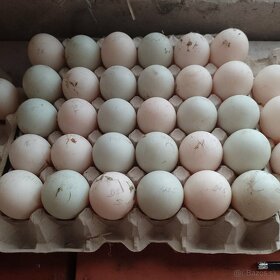 Násadové vajcia - mix Ruan/Peking kačica