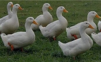 kacka brojlerova