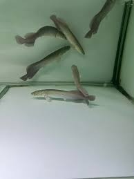 arapaima gigas /novy import 6-2025 - 1