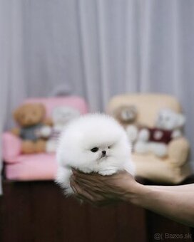 Pomeranian šteniatka
