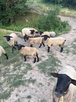 Suffolk