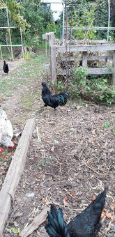 Predam kohuta Ayam Cemany