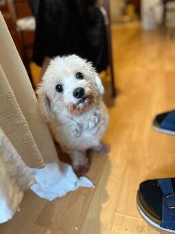 Darujem maltézského psíka / maltezáka