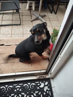 Darujem fenku 3ročnú