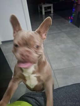 Francúzsky buldoček