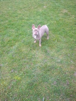 Francúzsky buldoček