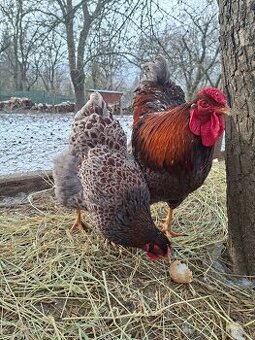 Násadové vajcia Wyandotka modrolemovaná