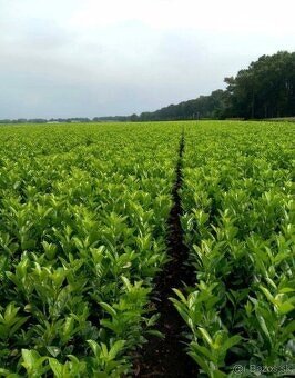 VAVRÍNOVEC LEKÁRSKY NOVITA-Trnava