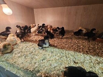 Marans cierna, cream legbar