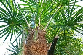 Palma Trachycarpus fortunei - semená - 1