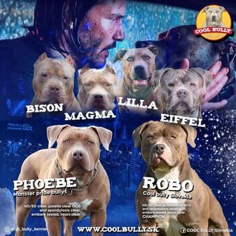 American bully XL