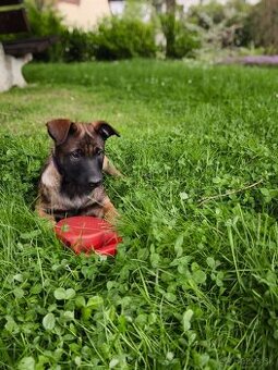 Belgický ovčák malinois