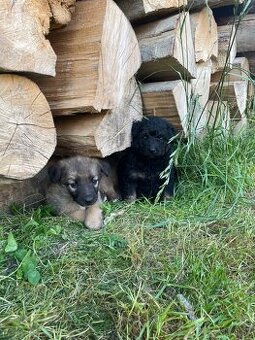 Šteniatka Zlaty retriever X nemecky ovčiak